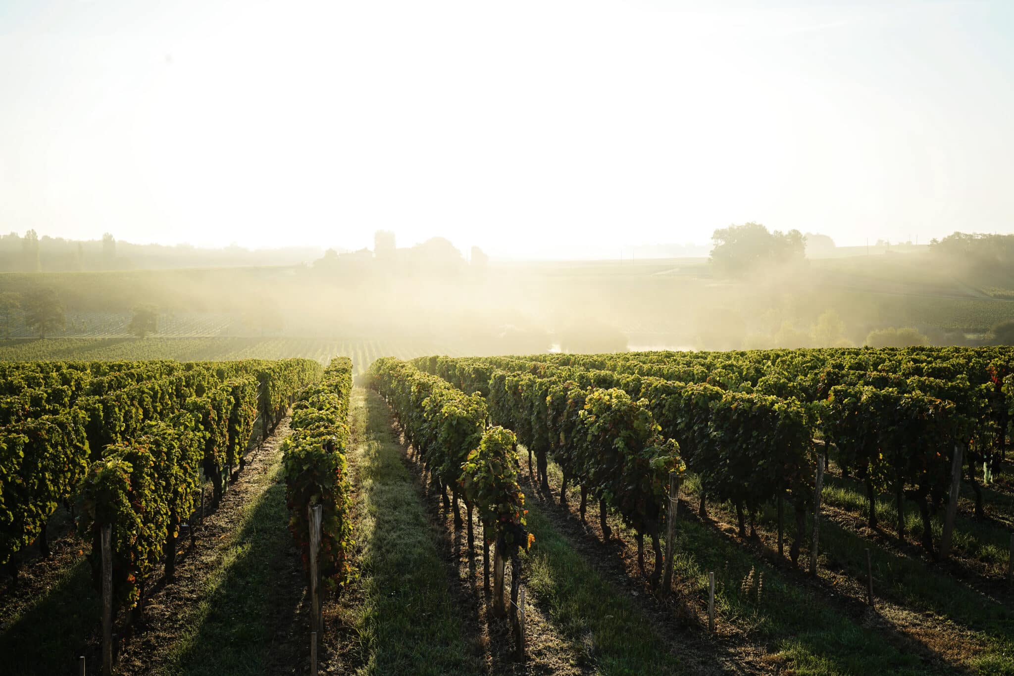 The wine merchant - activité - vignes